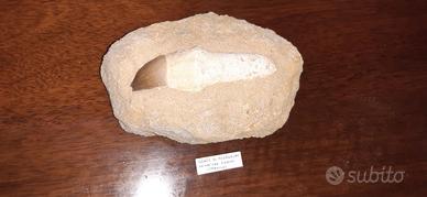 Fossile dente di mosasauro