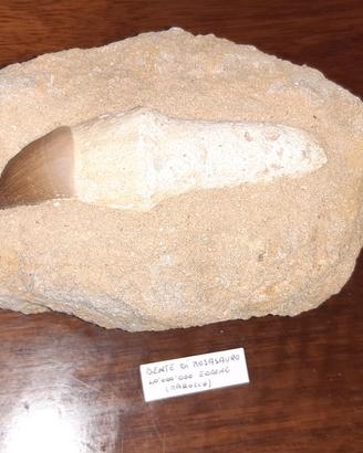 Fossile dente di mosasauro