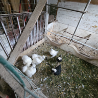 Galline