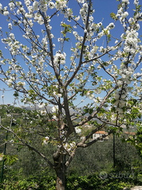 Visionare per attività