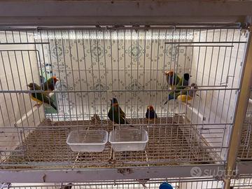 Diamanti di gould
