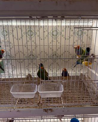 Diamanti di gould