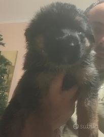 Cucciolo di pastore tedesco pelo lungo