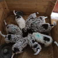 Cuccioli di Lagotto romagnolo