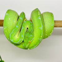 Coppia morelia viridis