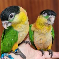 Caicco testa nera allevato a mano e SESSATO