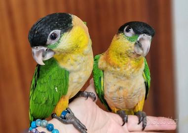 Caicco testa nera allevato a mano e SESSATO