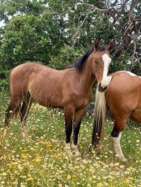 Cavallo paint x quarter