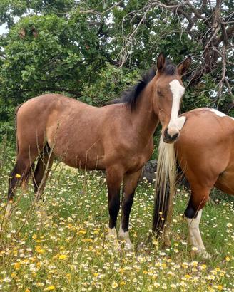 Cavallo paint x quarter