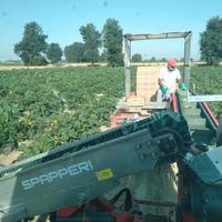 Nastro trasportatore raccolta ortaggi
