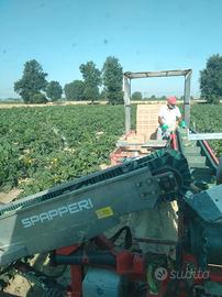 Nastro trasportatore raccolta ortaggi