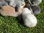 Immagine 1