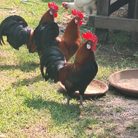 Galletti americani nano