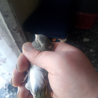 Lucherino testa nera e canarina ardesia