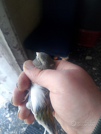 Lucherino testa nera e canarina ardesia