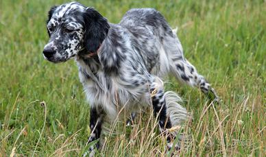 Setter Inglese pronta caccia