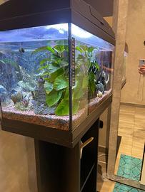 Acquario 