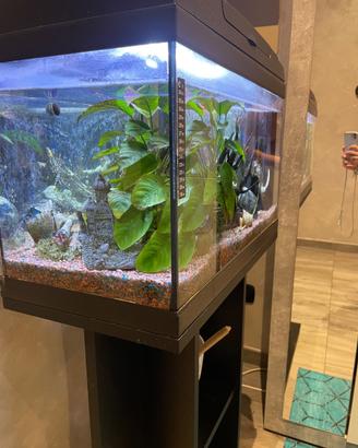 Acquario 