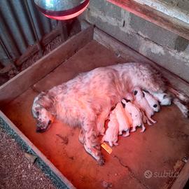 Cuccioli setter inglesi