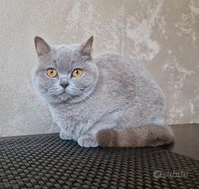 British Shorthair Lilac 4 anni