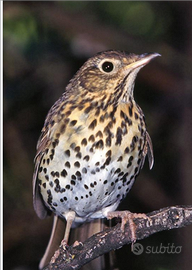 Richiami tordi e merli