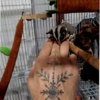 Petauri dello zucchero