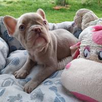 Cucciolo bulldog francese esotico