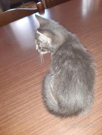 Dolcissimo gattini Korat