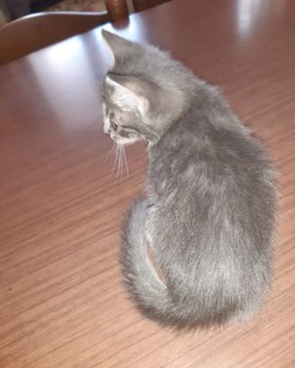 Dolcissimo gattini Korat