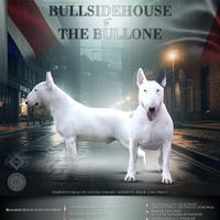 Bull terrier inglese cuccioli