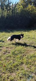 Border Collie originale per le monte (con pedigree