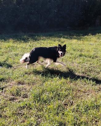 Border Collie originale per le monte (con pedigree