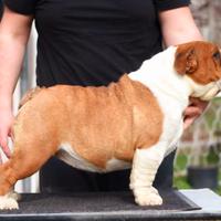 Bulldog Inglese