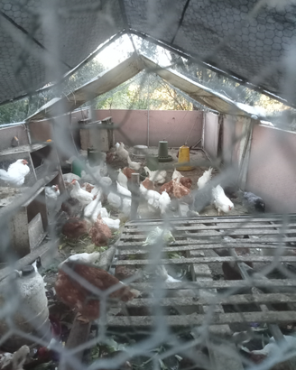 Galline