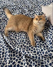 Gatta femmina british shorthair