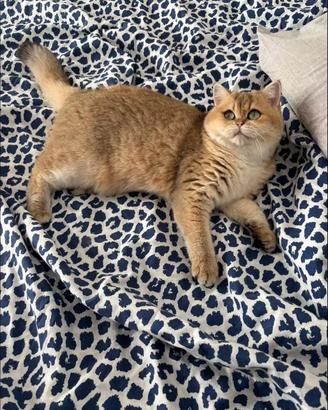 Gatta femmina british shorthair