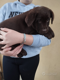 Labrador retriever cioccolato