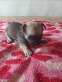 Chihuahua