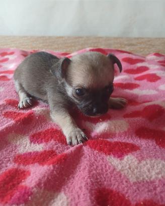 Chihuahua