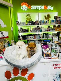 Spitz di Pomerania Toy