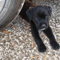 Cuccioli di Rottweiler e Corso