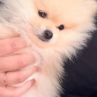 Spiz americano crema