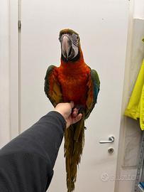 Ara arlecchino allevato a mano