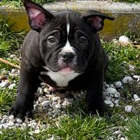 American Bully Pocket