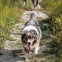 Australian Shepherd disponibile per monta