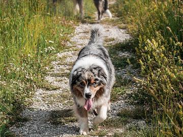 Australian Shepherd disponibile per monta
