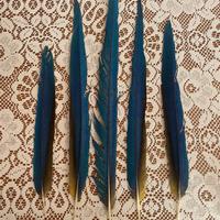 Piume pappagallo ara