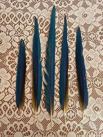 Piume pappagallo ara