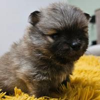 Volpino di pomerania spitz tedesco nano