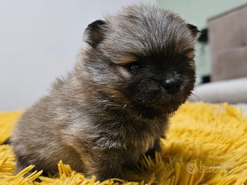 Volpino di pomerania spitz tedesco nano